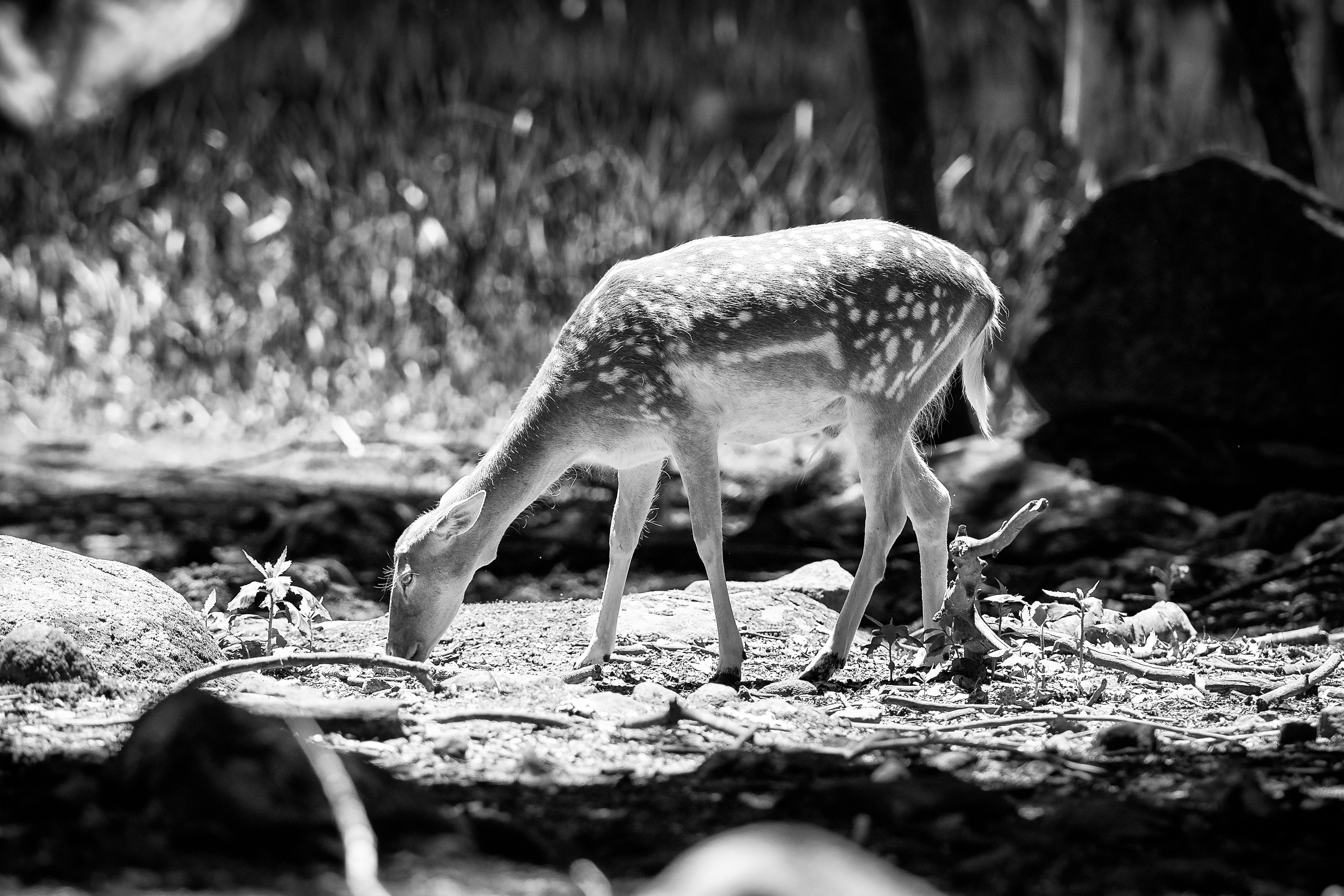 Grazing Deer in Sunlight (19615130318).jpg