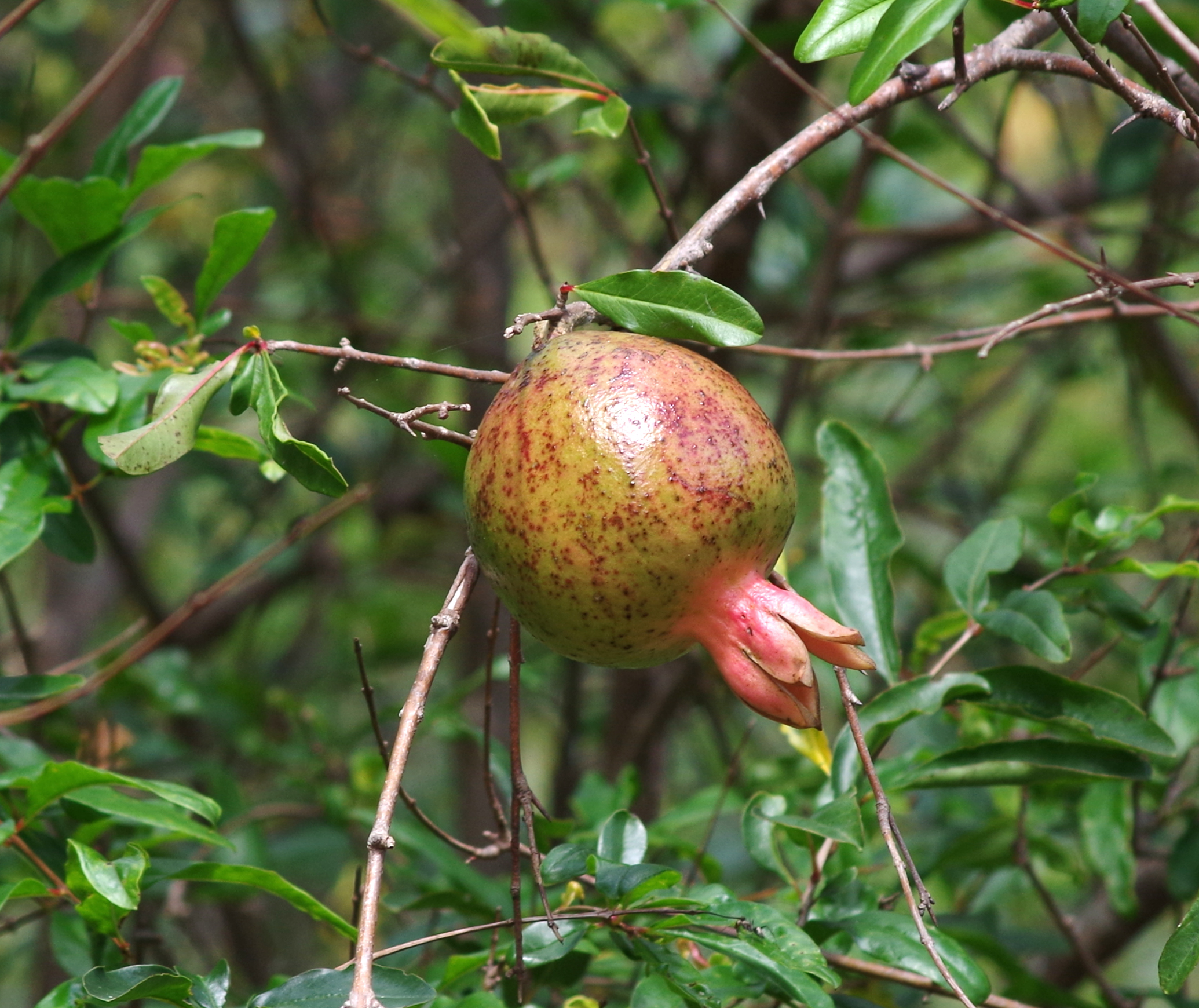File Grenade fruit Sri Lanka