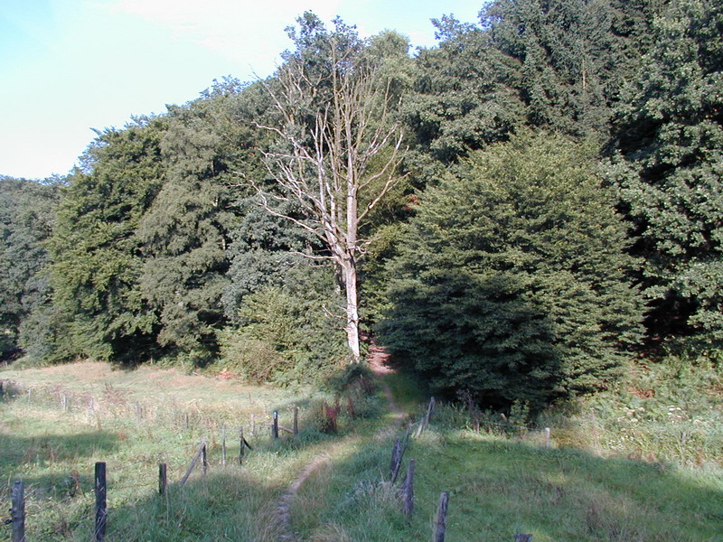 File:Hengstener Bachtal.jpg