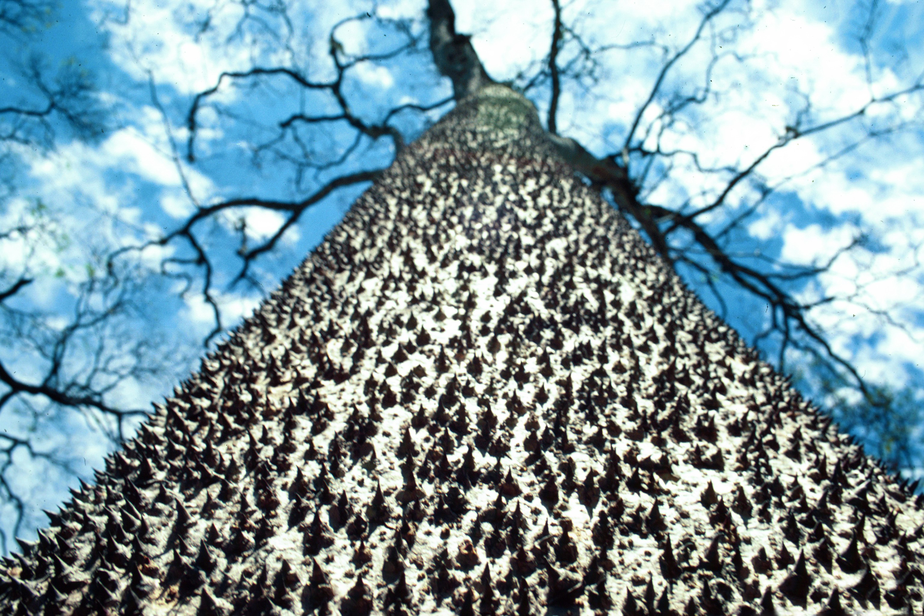 These trees. ГУРА Крепитанс или дерево-песочница. Дерево Динамит. Хура динамитное дерево. Динамит хура.