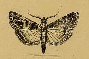 <i>Hypotia infulalis</i> Species of moth