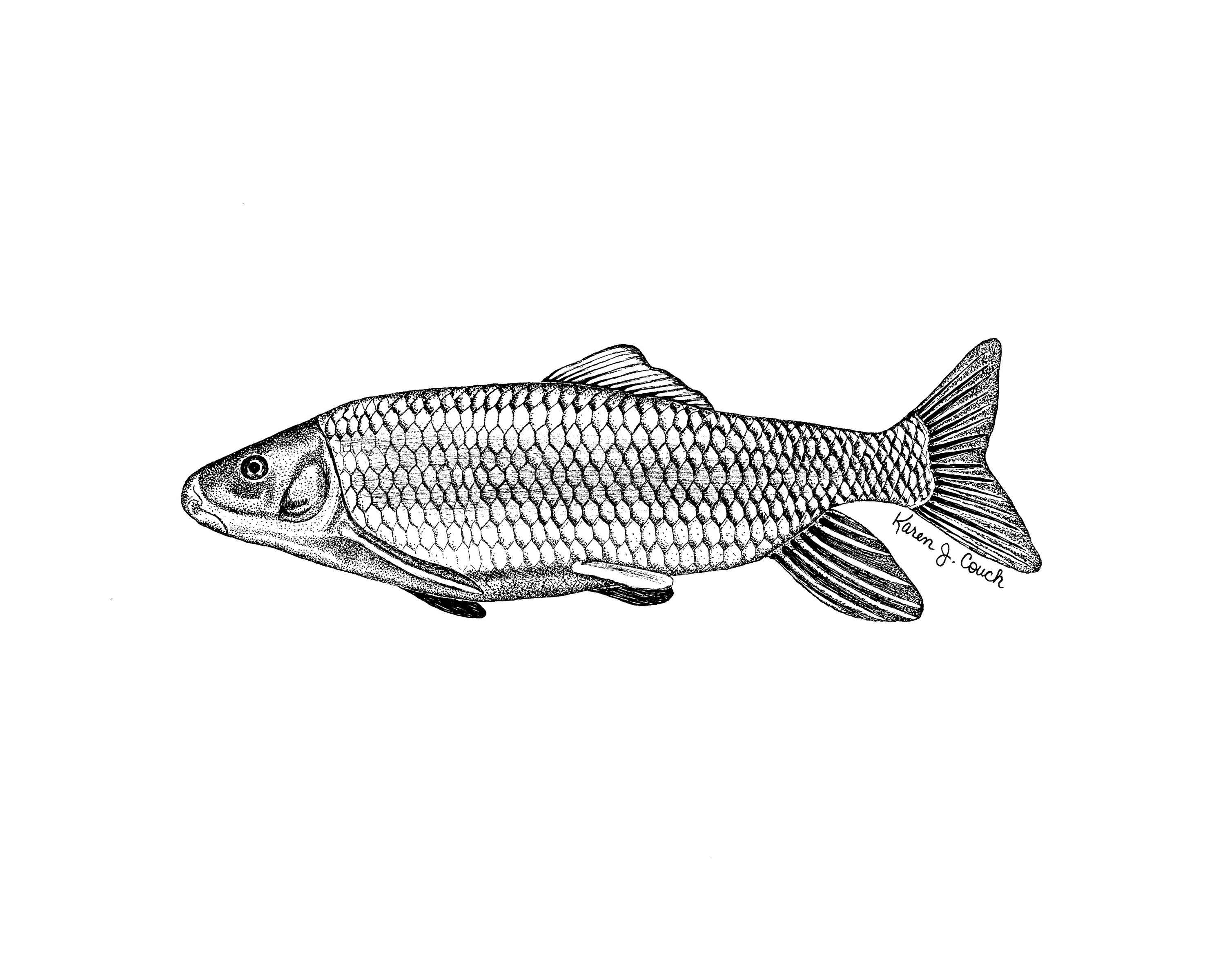 Description Illustration of robust redhorse fish moxostoma robustum 