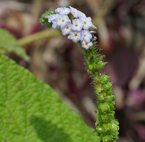 File:Indian Turnsole (Heliotropium indicum) W IMG 9746.jpg