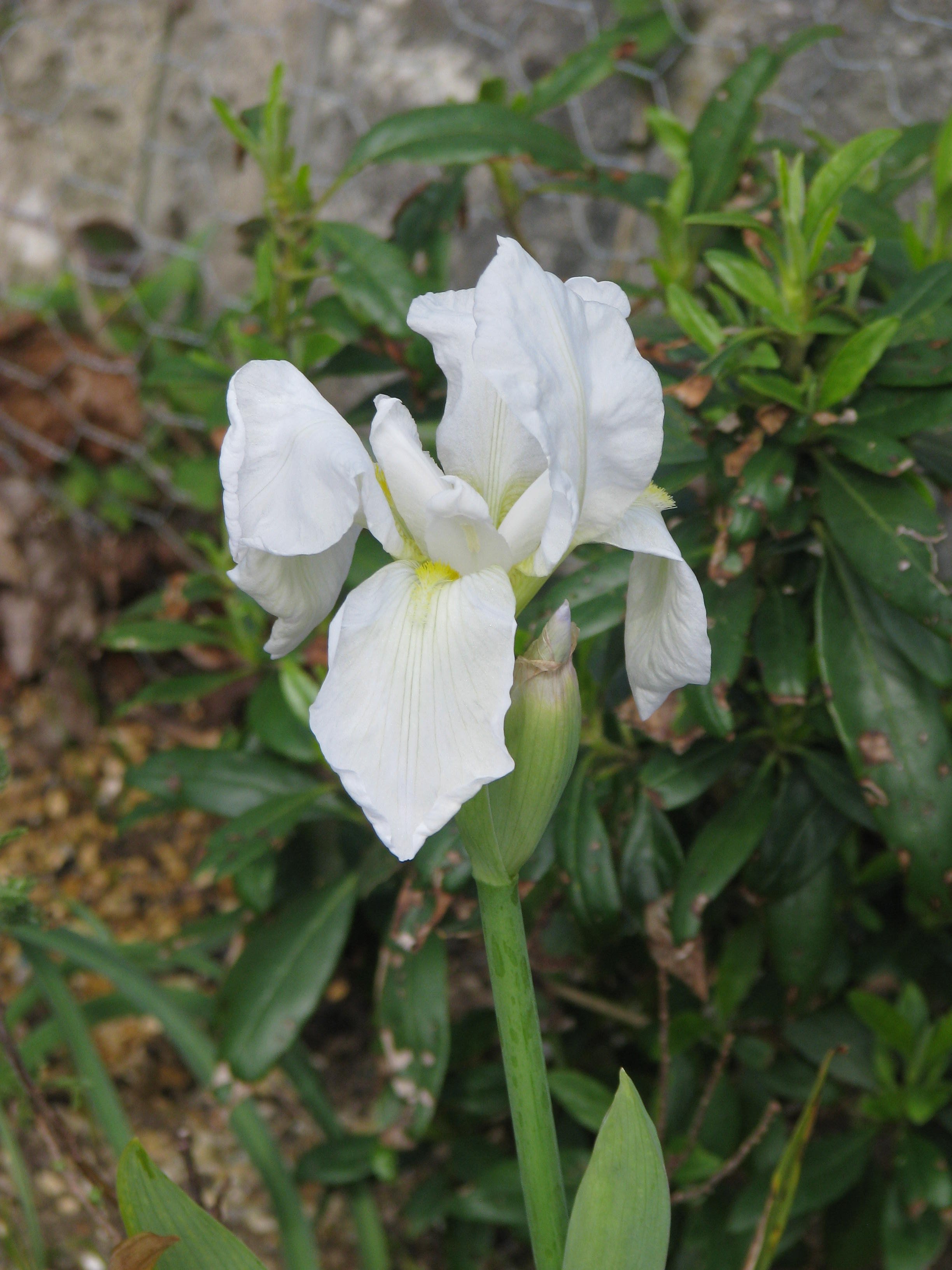 Iris albicans (13611707815).jpg