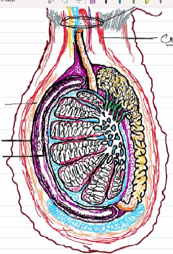 testis diagram