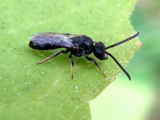 Lasioglossum rufitarse