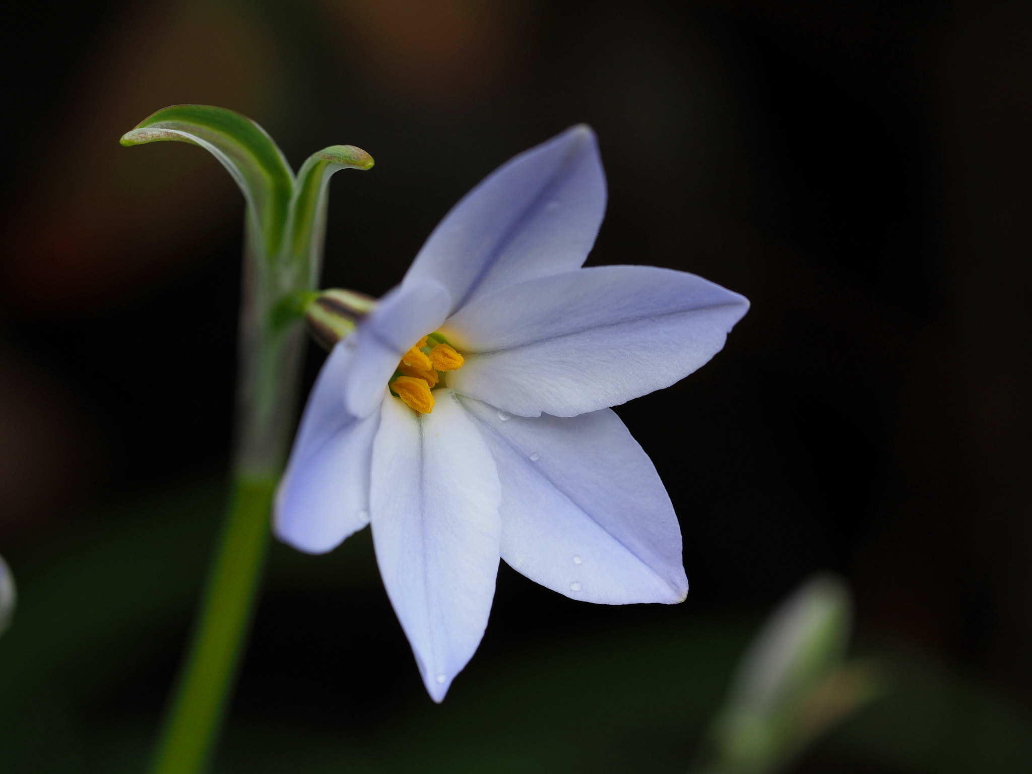 File Lavender Rain Lily ゼフィランサス Jpeg Wikimedia Commons