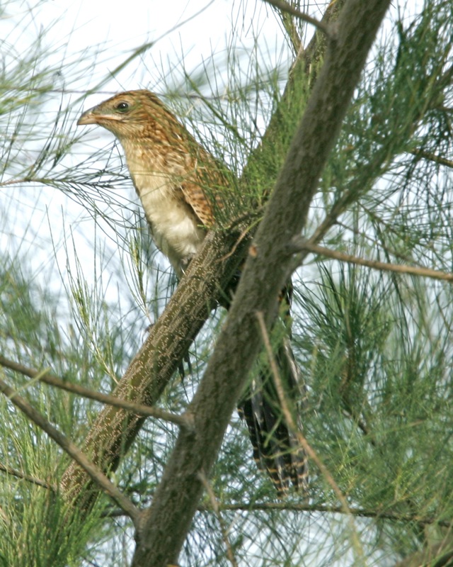 34+ Burung bubut alang alang terupdate