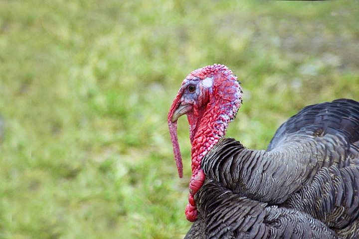 Living turkey