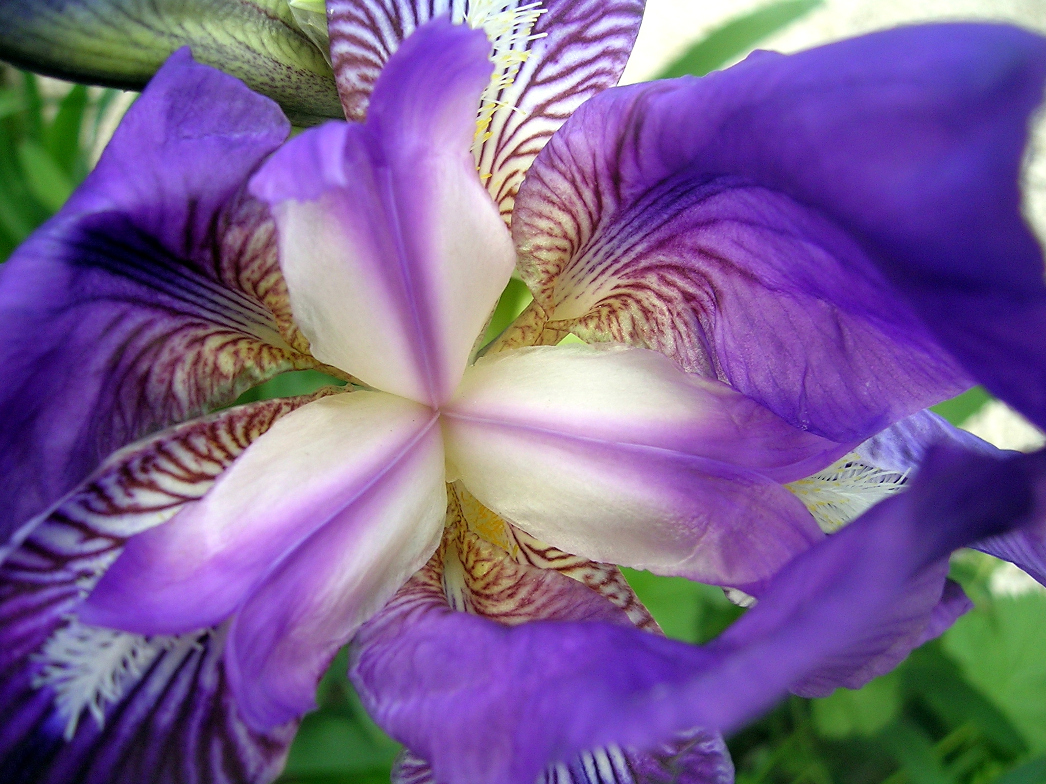 Los espectaculares lirios: época de cultivo, cuidados y variedades. Flores,  Jardin - Flor de Planta