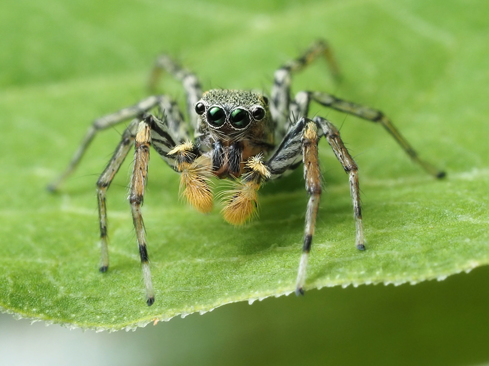 Jumping spider - Wikipedia