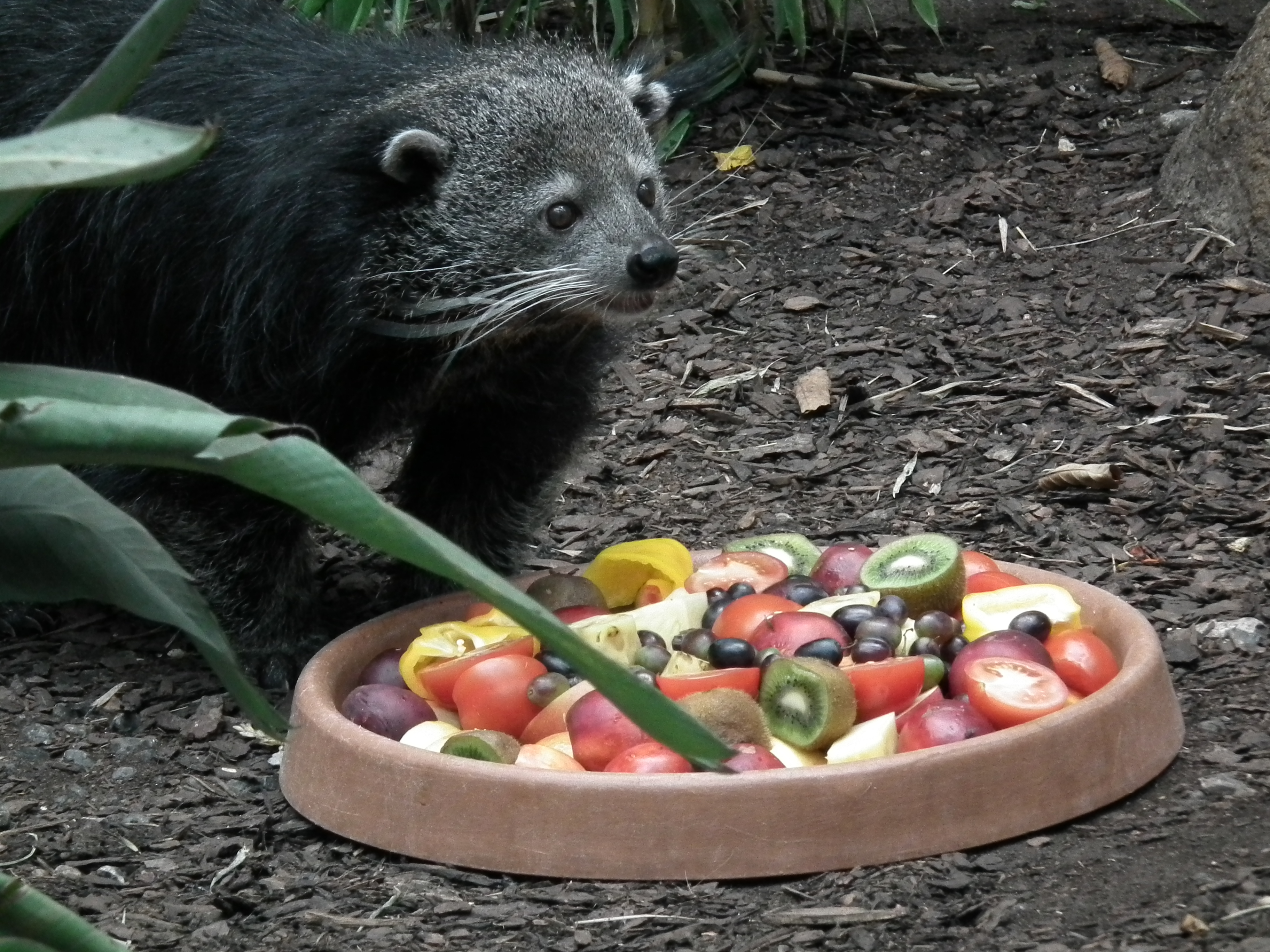 Mahlzeit für einen Binturong.JPG