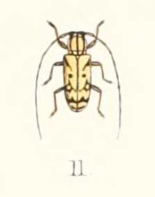 <i>Murosternum</i> genus of insects