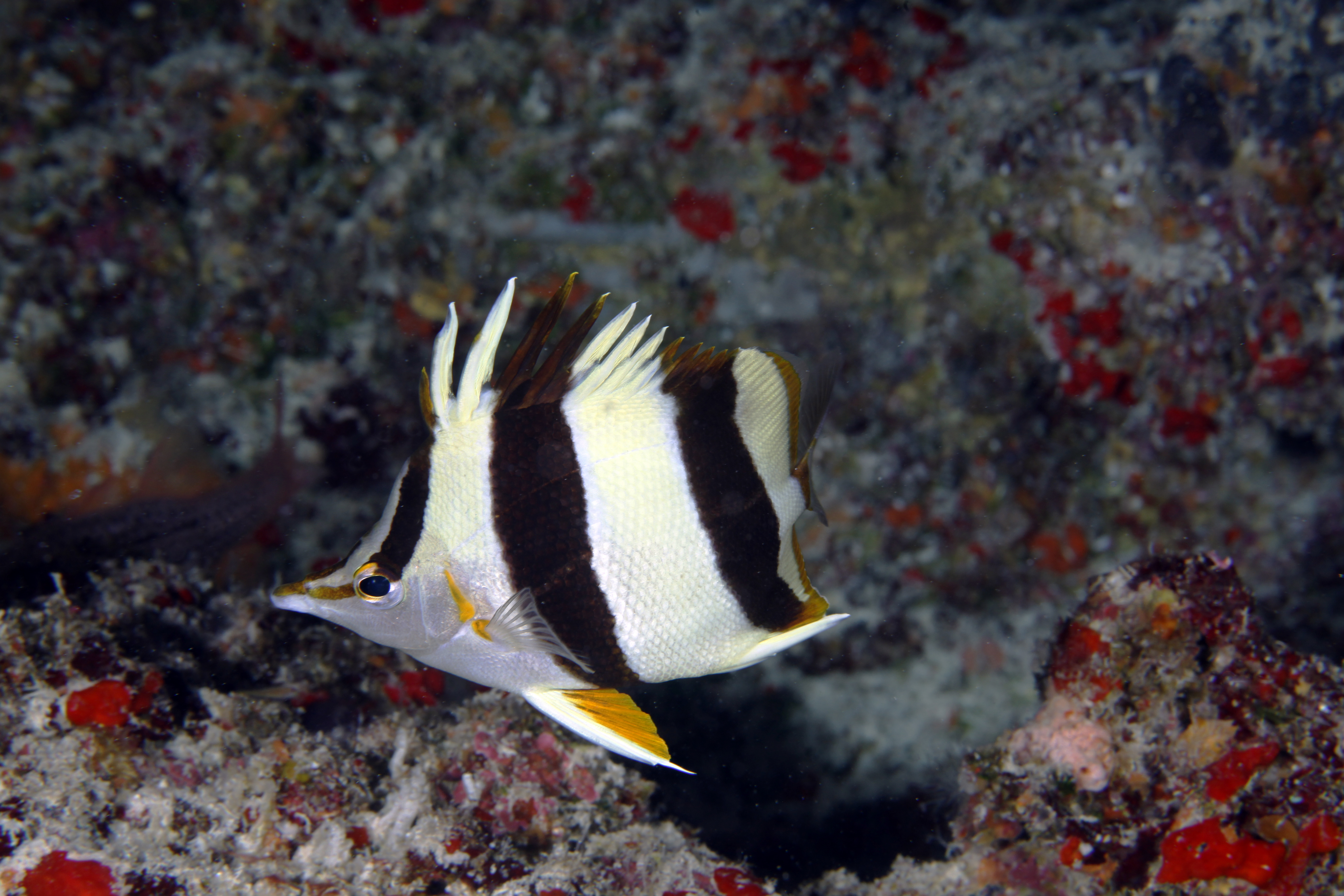 Chaetodon citrinellus. Экзотические рыбы. Экзотические рыбы Турции. Экзотические рыбы океана.