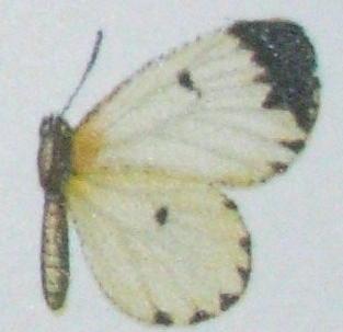 <i>Pentila torrida</i> Species of butterfly