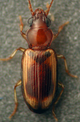 <i>Pericompsus</i> Genus of beetles