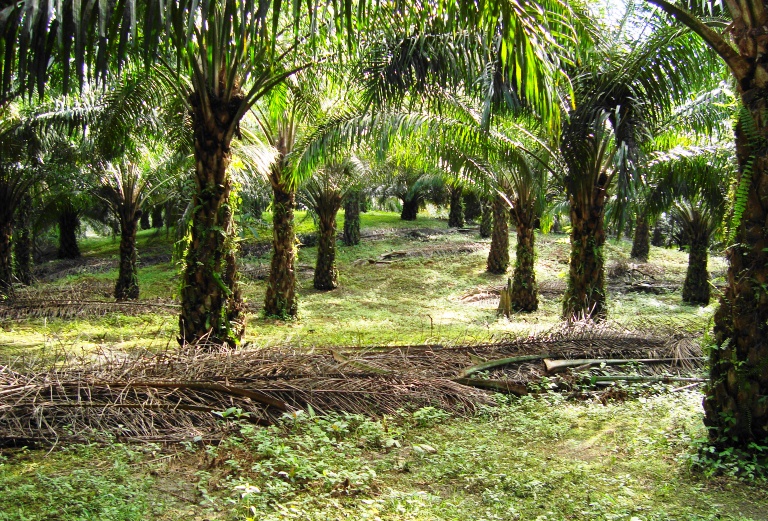 File Perkebunan kelapa sawit milik rakyat 30 JPG 