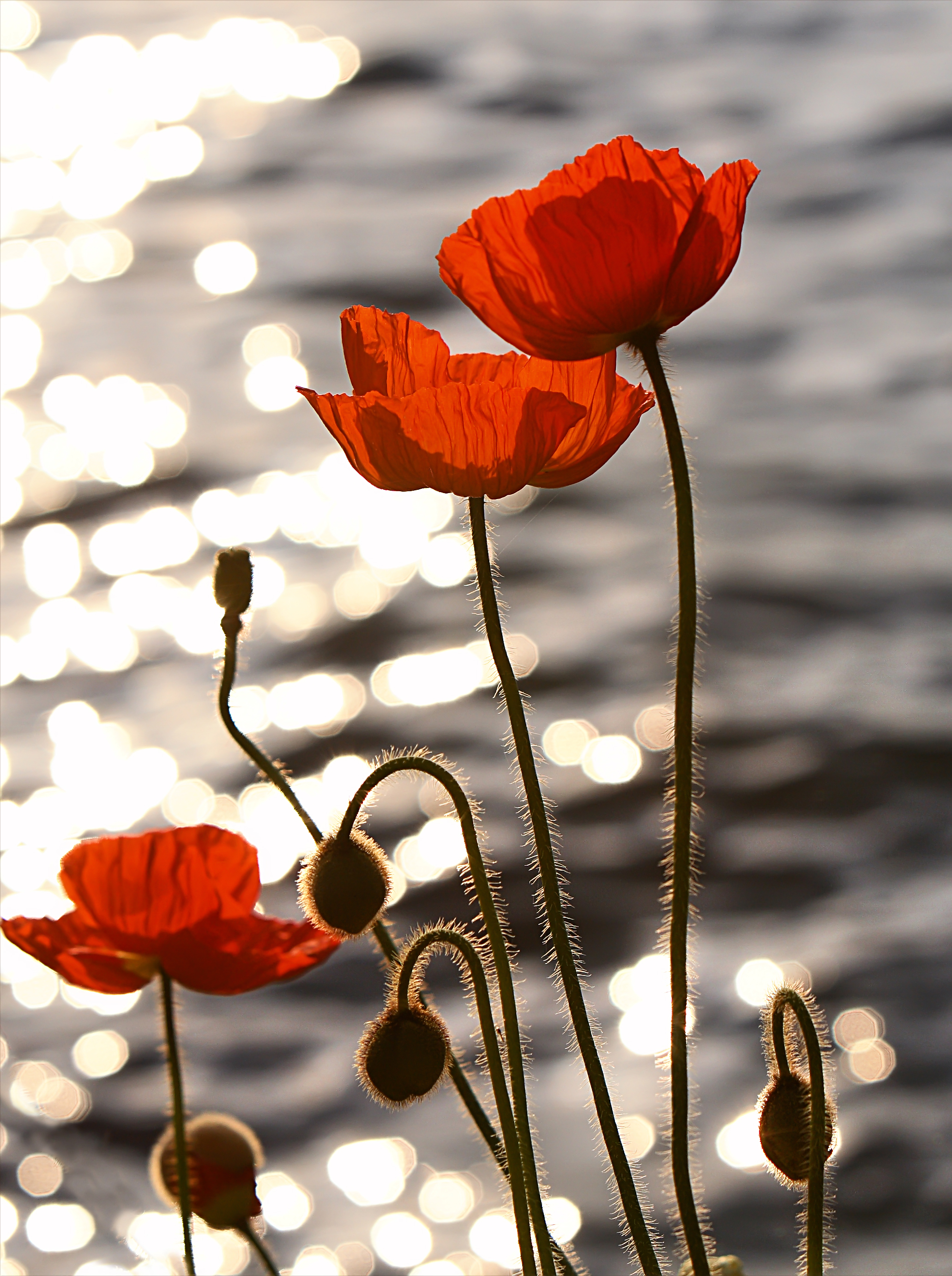 orange poppy flower meaning