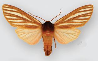 <i>Pseudohemihyalea ambigua</i> Species of moth