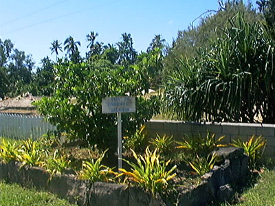 File:Puakofanongotalanoa.jpg