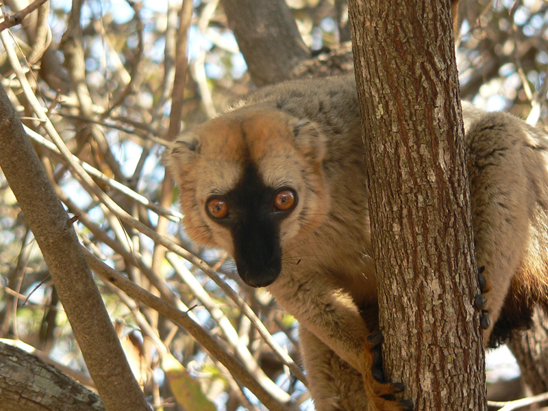 File:Red-fronted Lemur in Madagascar.jpg