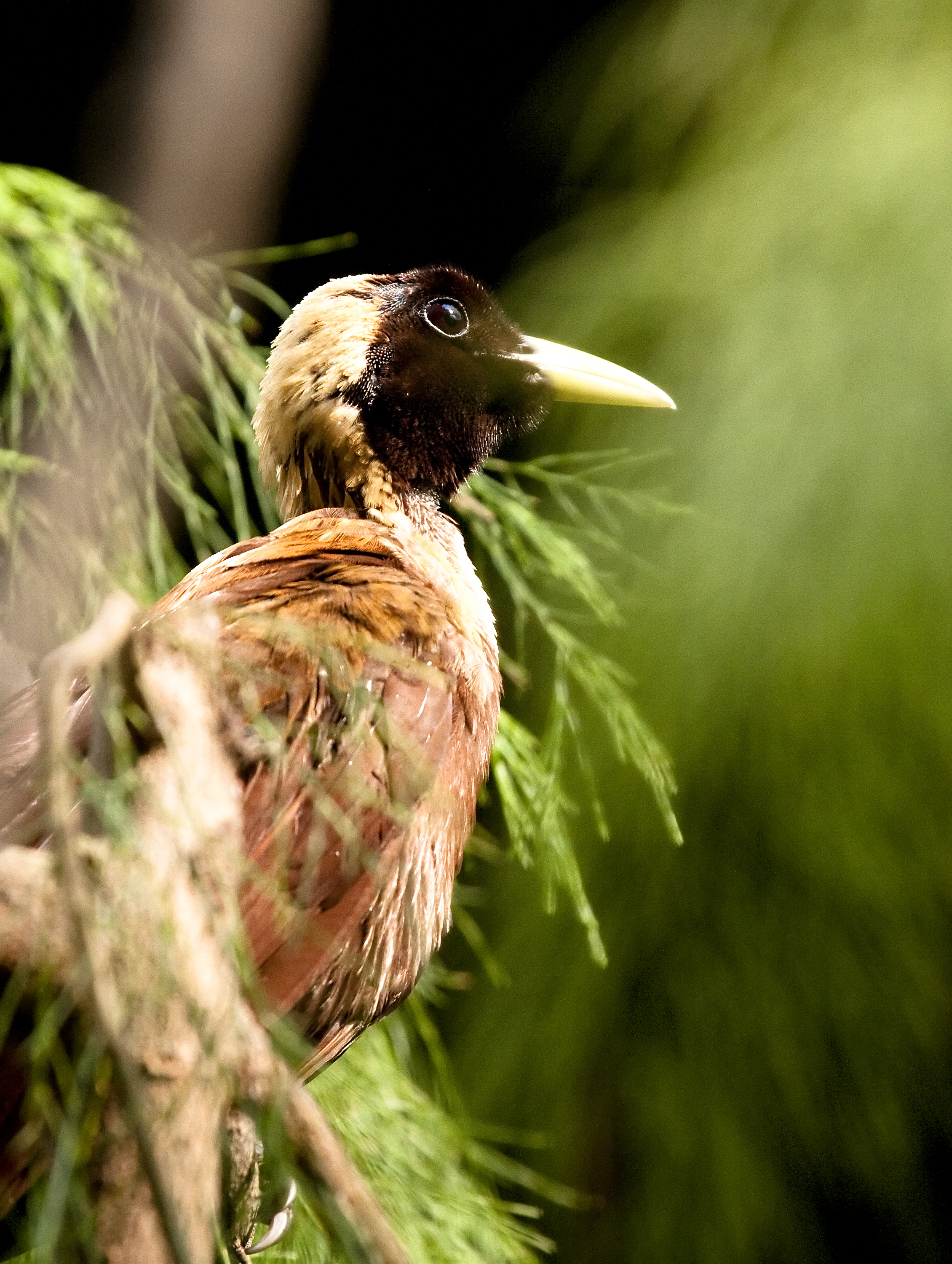 File:Red Bird of Paradise 2.jpg - Wikimedia Commons