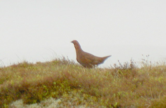 Red Grouse, Great Shunner Fell, North Yorkshire - geograph.org.uk - 824862