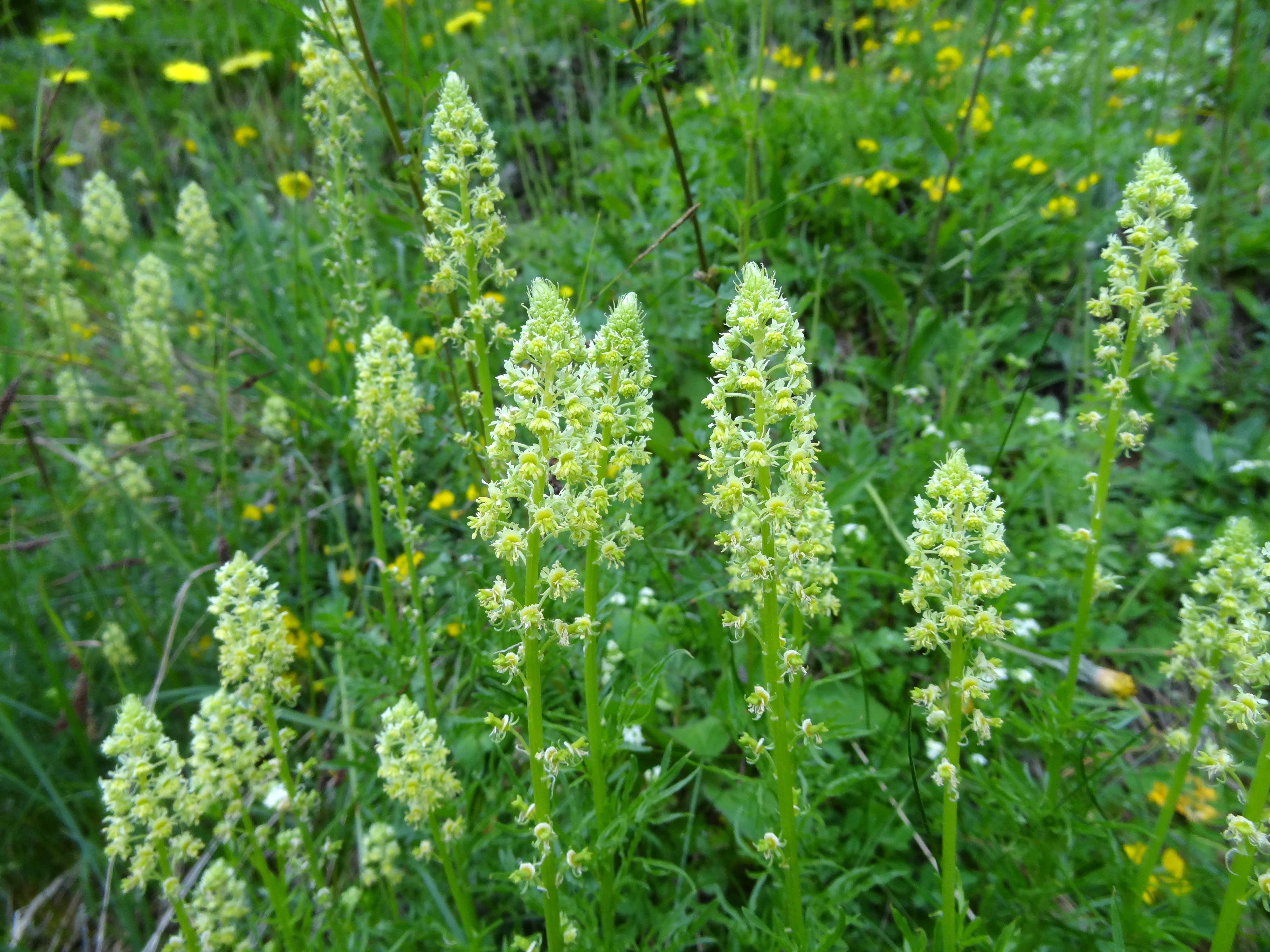 Reseda lutea l