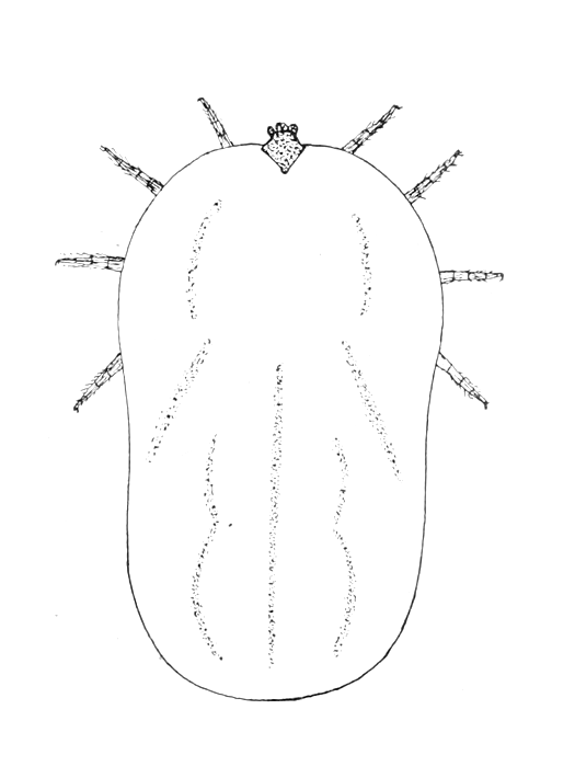 Rhipicephalus sanguineus рисунок