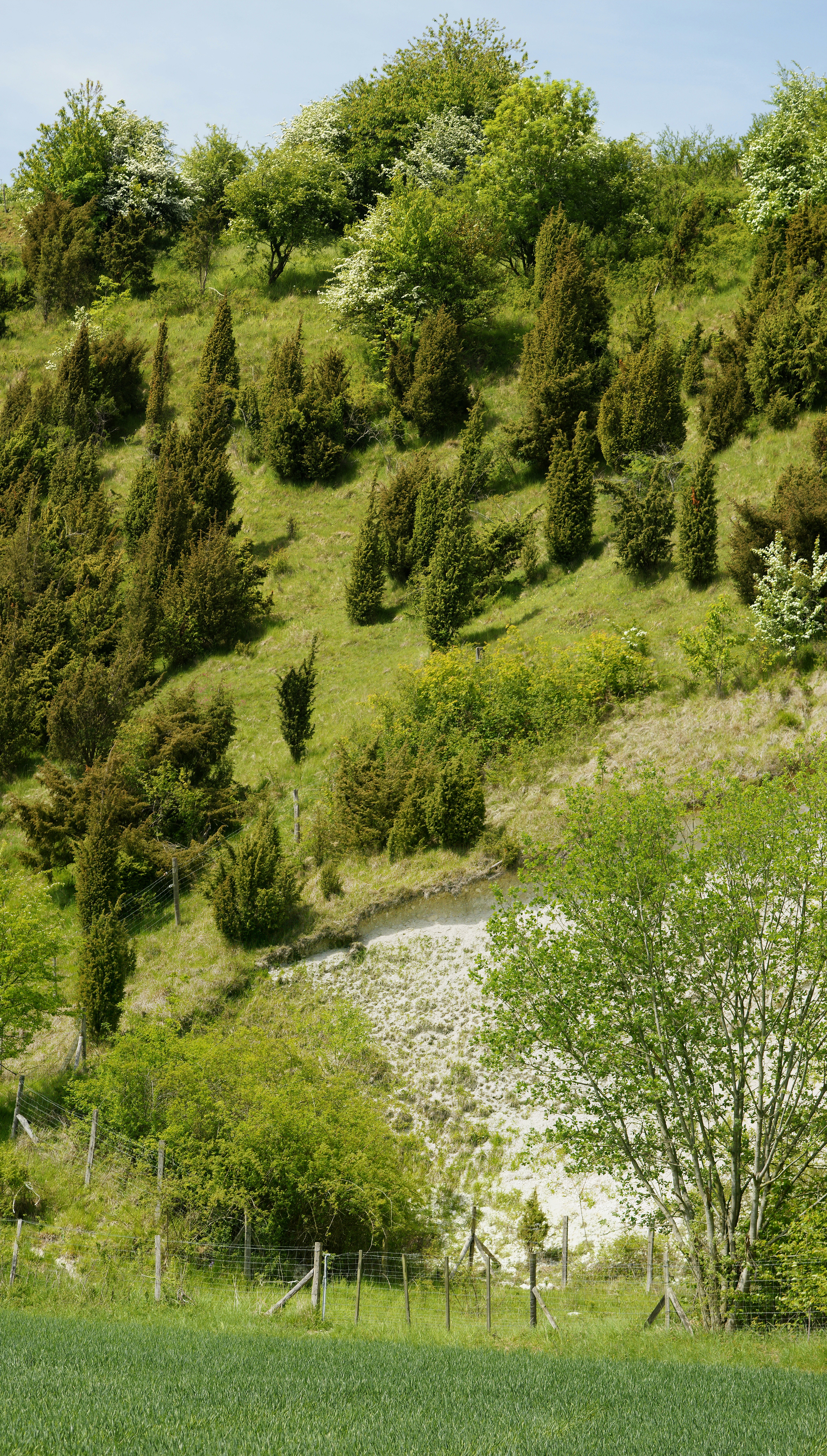 Les riez de Nœux-les-Auxi  France Hauts-de-France Pas-de-Calais Nœux-lès-Auxi 62390