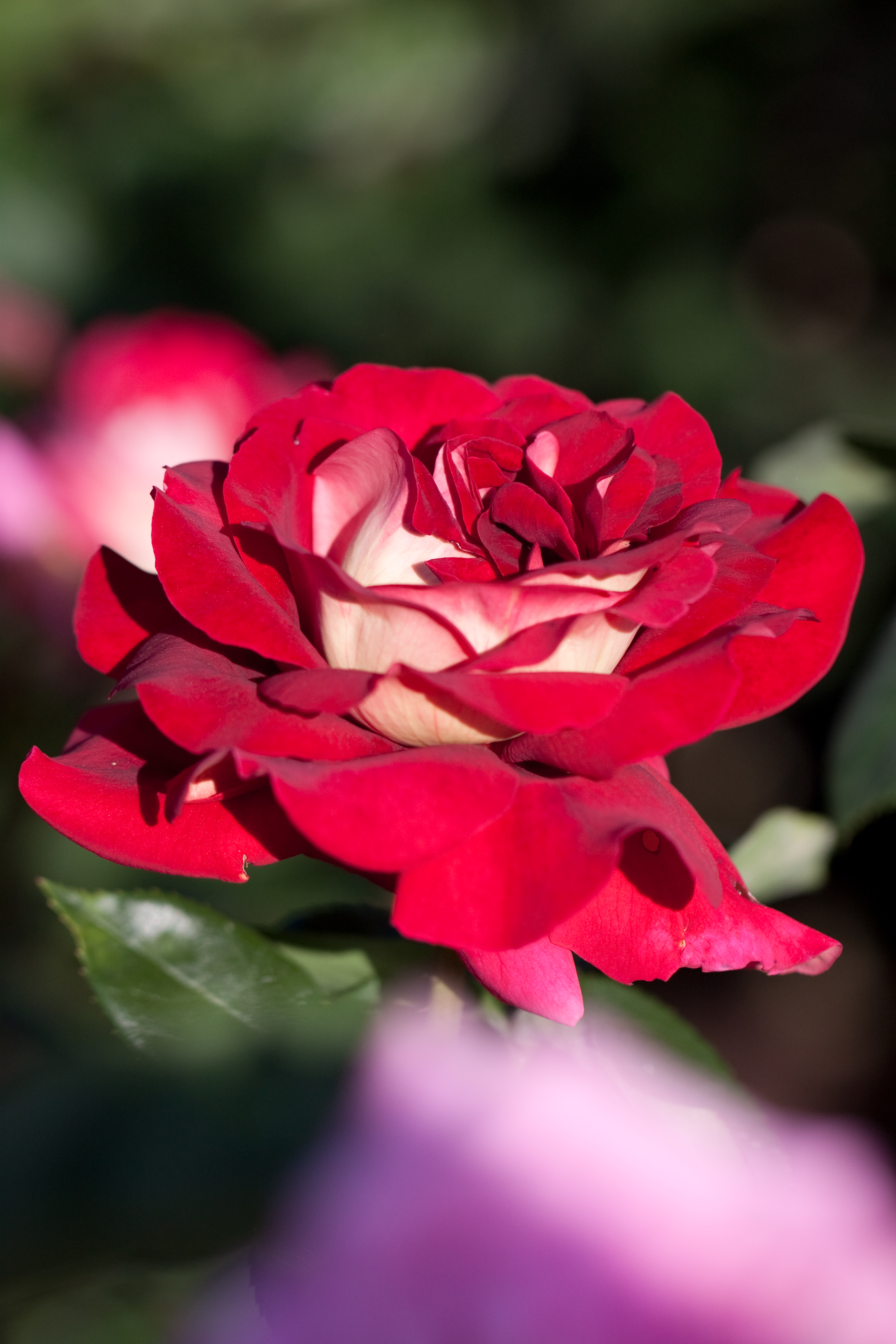 Роза Кроненбург чайно-гибридная роза