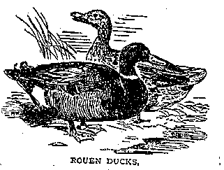 Rouen ducks featured in Mrs. Beeton's Book of Household Management in 1861 Rouenduck beeton.gif