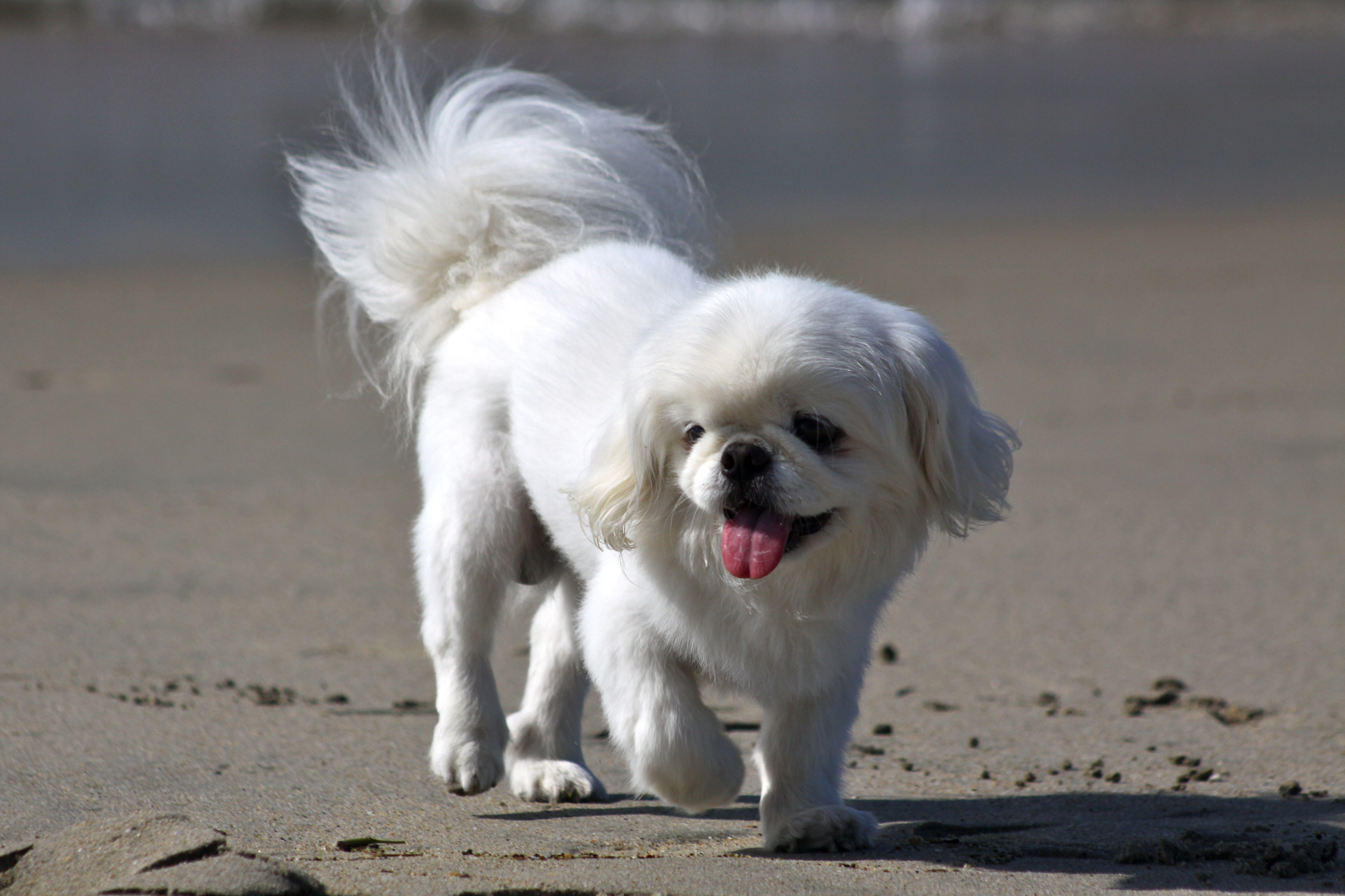 pekingese back problem