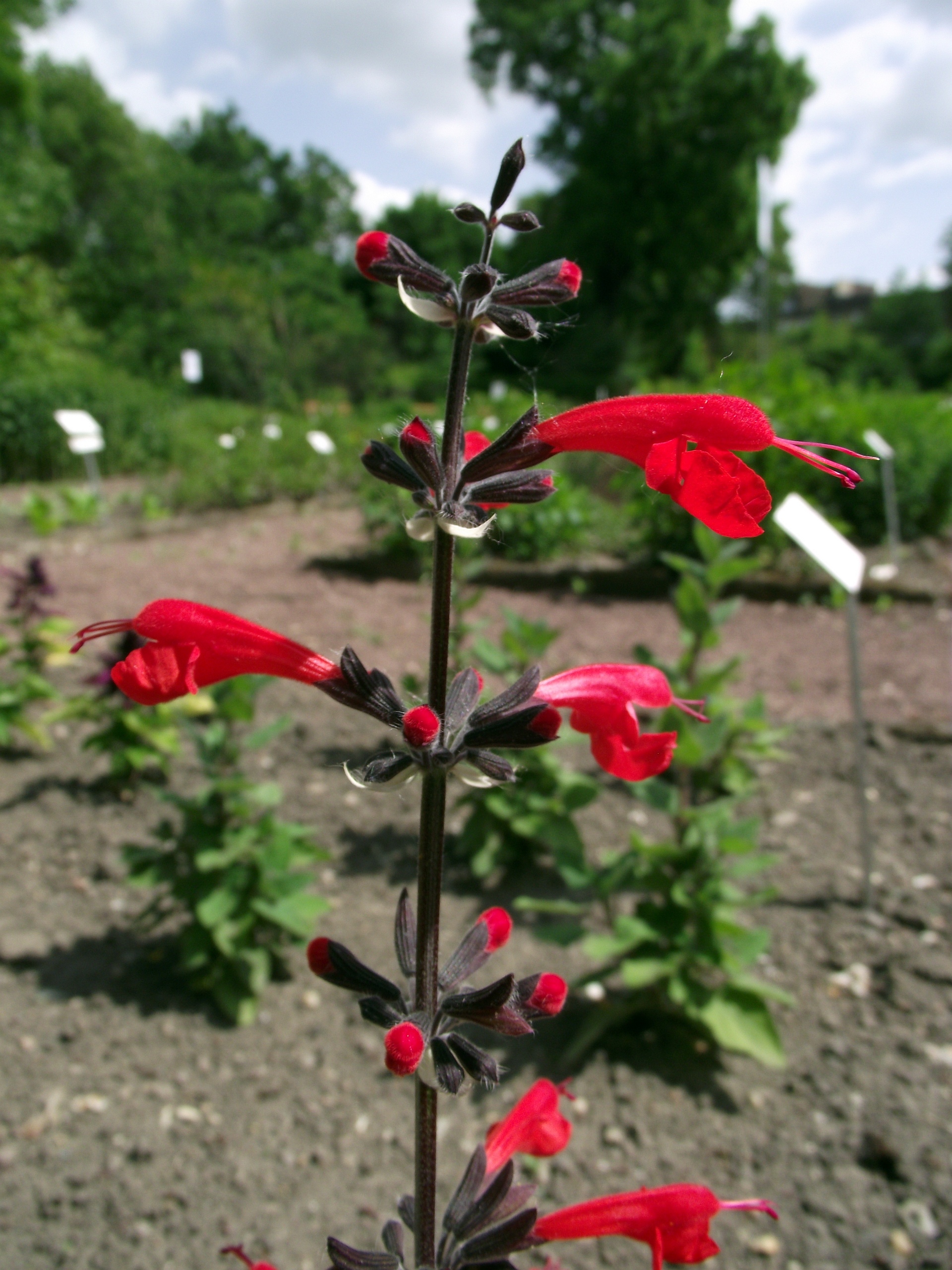 Сальвия капелла. Сальвия мелколистная (Salvia microphylla). Сальвия Кардинал. Сальвия красная coccinea. Сальвия красная Кардинал.