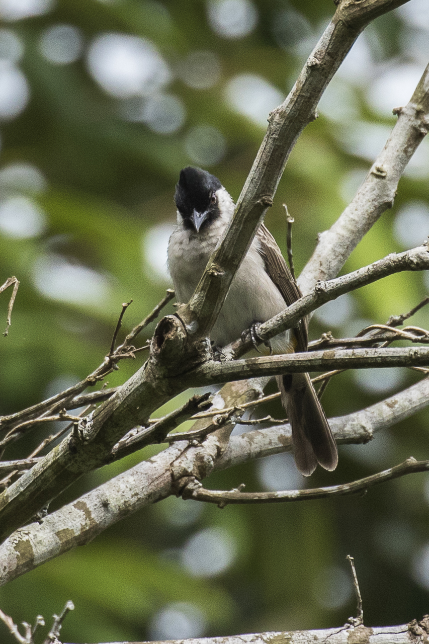 File Sooty headed Bulbul Carita West Java MG 3530 29208834044