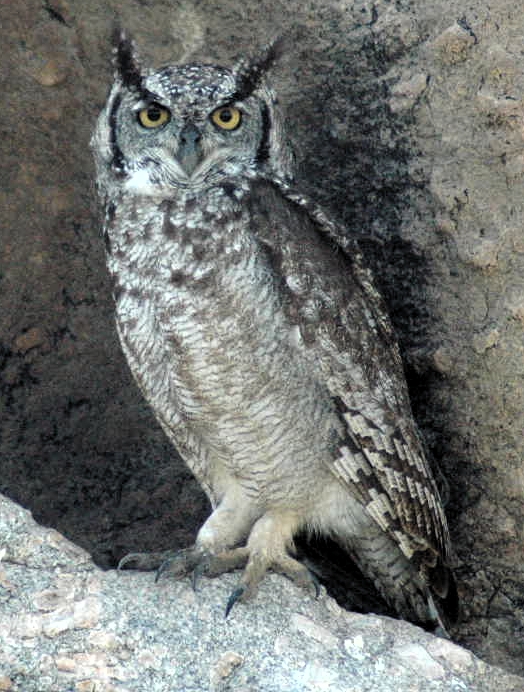 Le hibou grand duc blessé en Creuse a pu retrouver la liberté - Cressat  (23140)