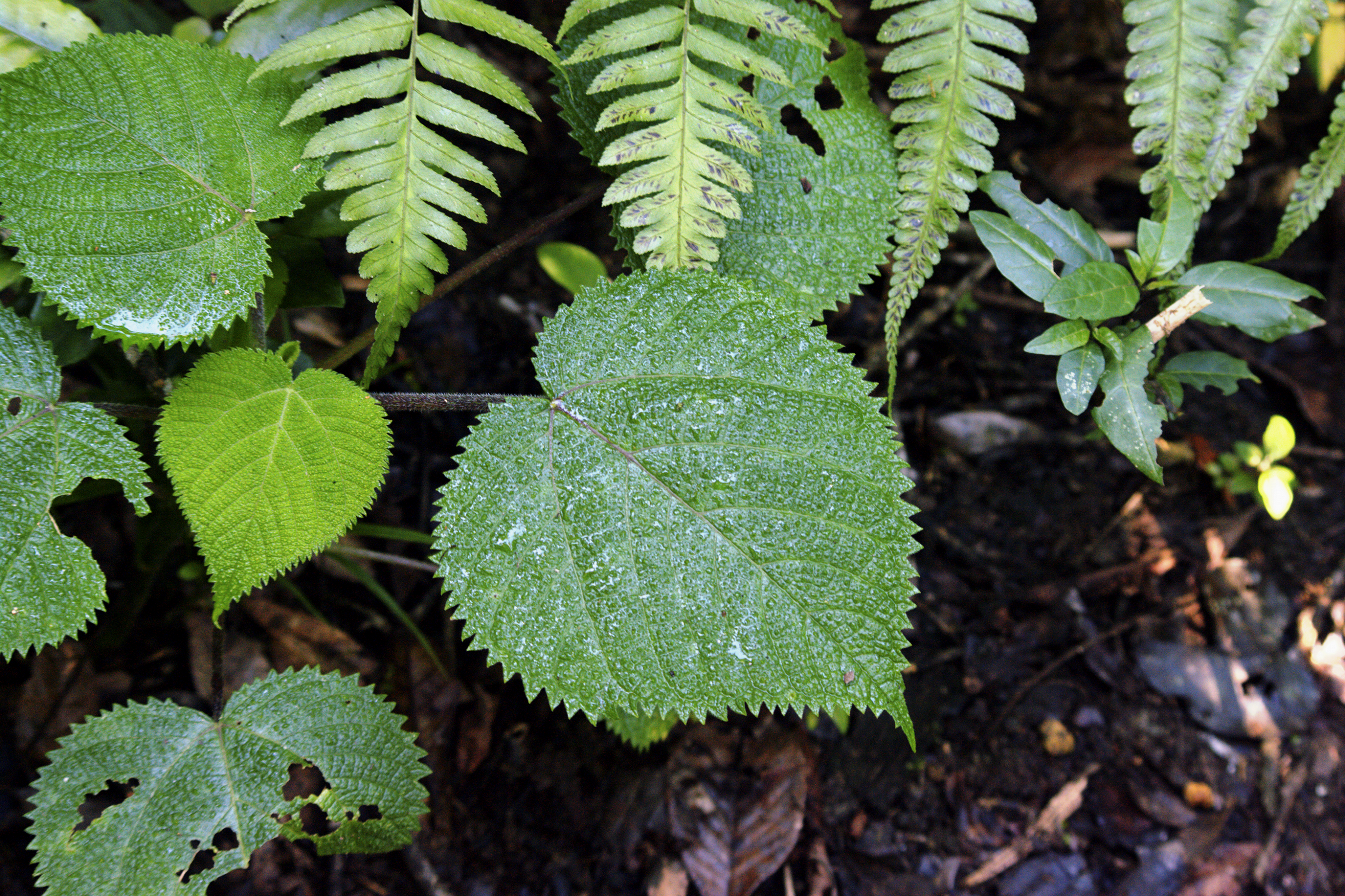 ギンピーギンピー イラクサ科最強の毒性植物 触るだけで地獄 ジャングルタイムズ