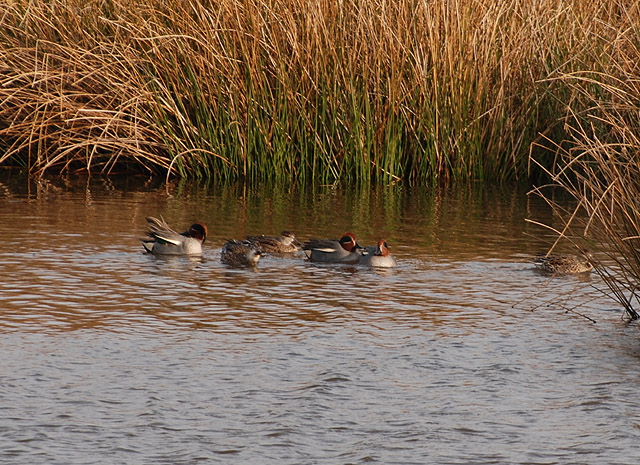 File:Teal at Ynyshir - geograph.org.uk - 1720876.jpg