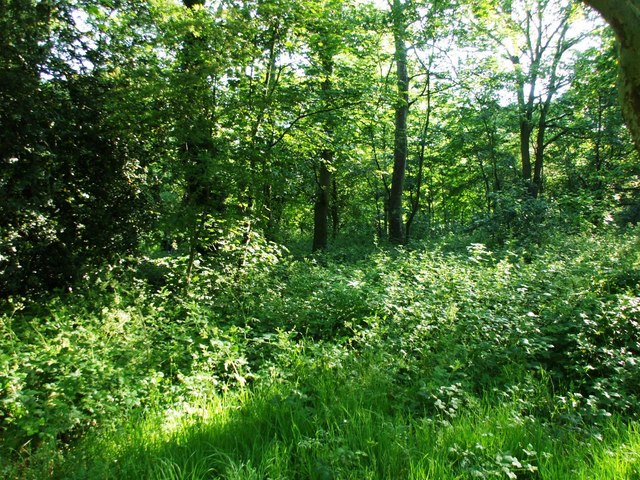 Tooting Bec Common - geograph.org.uk - 1621219