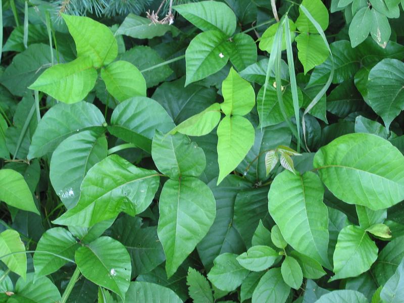 File:Toxicodendron radicans.jpg