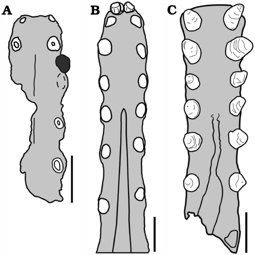 File:Tropeognathine palates.png