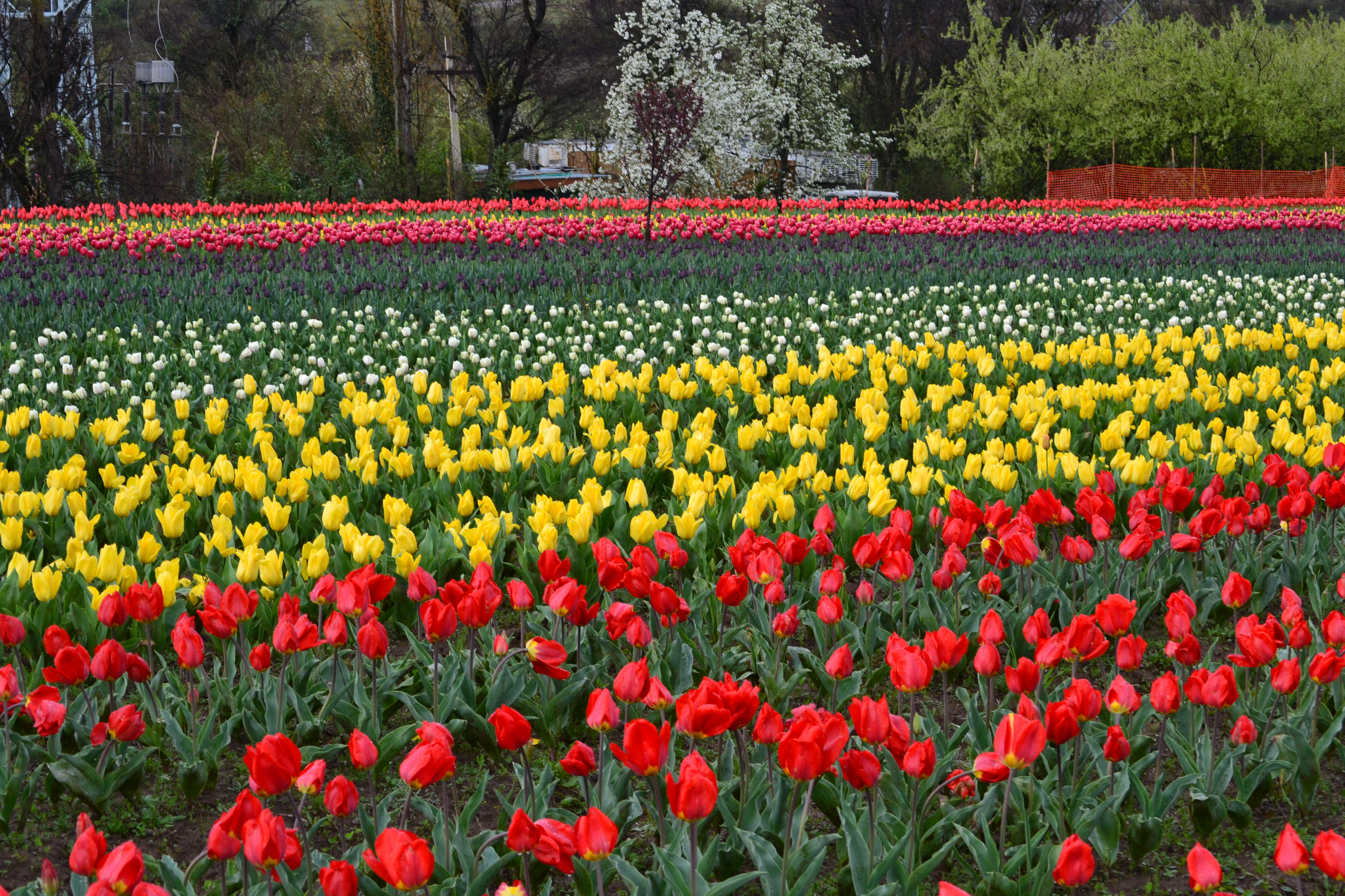 Indira Gandhi Memorial Tulip Garden Wikiwand