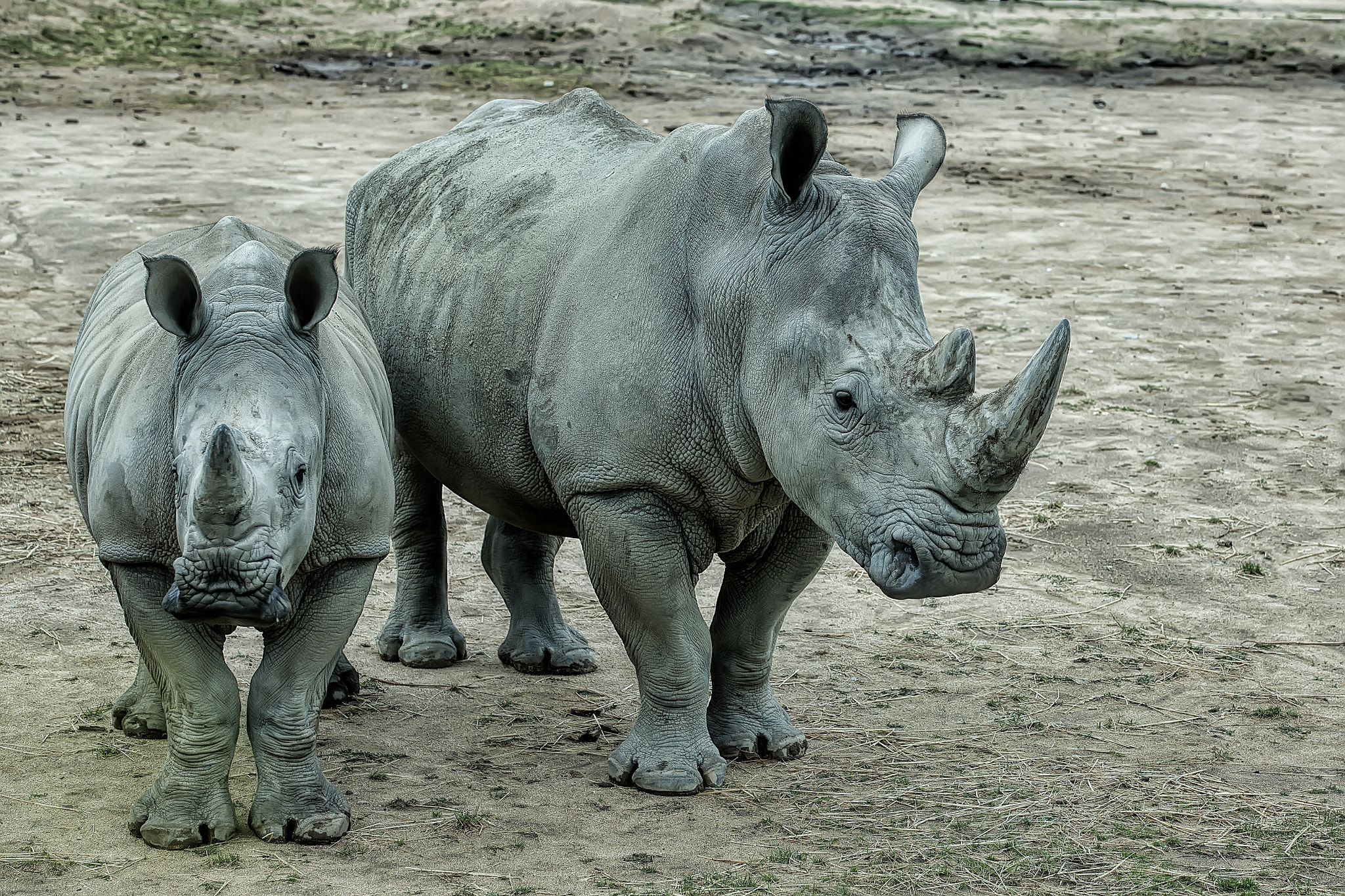 Носорог это какое животное. Нонсо Анози носорог. Двурогий носорог. Зеленый носорог. Белый двурогий носорог.