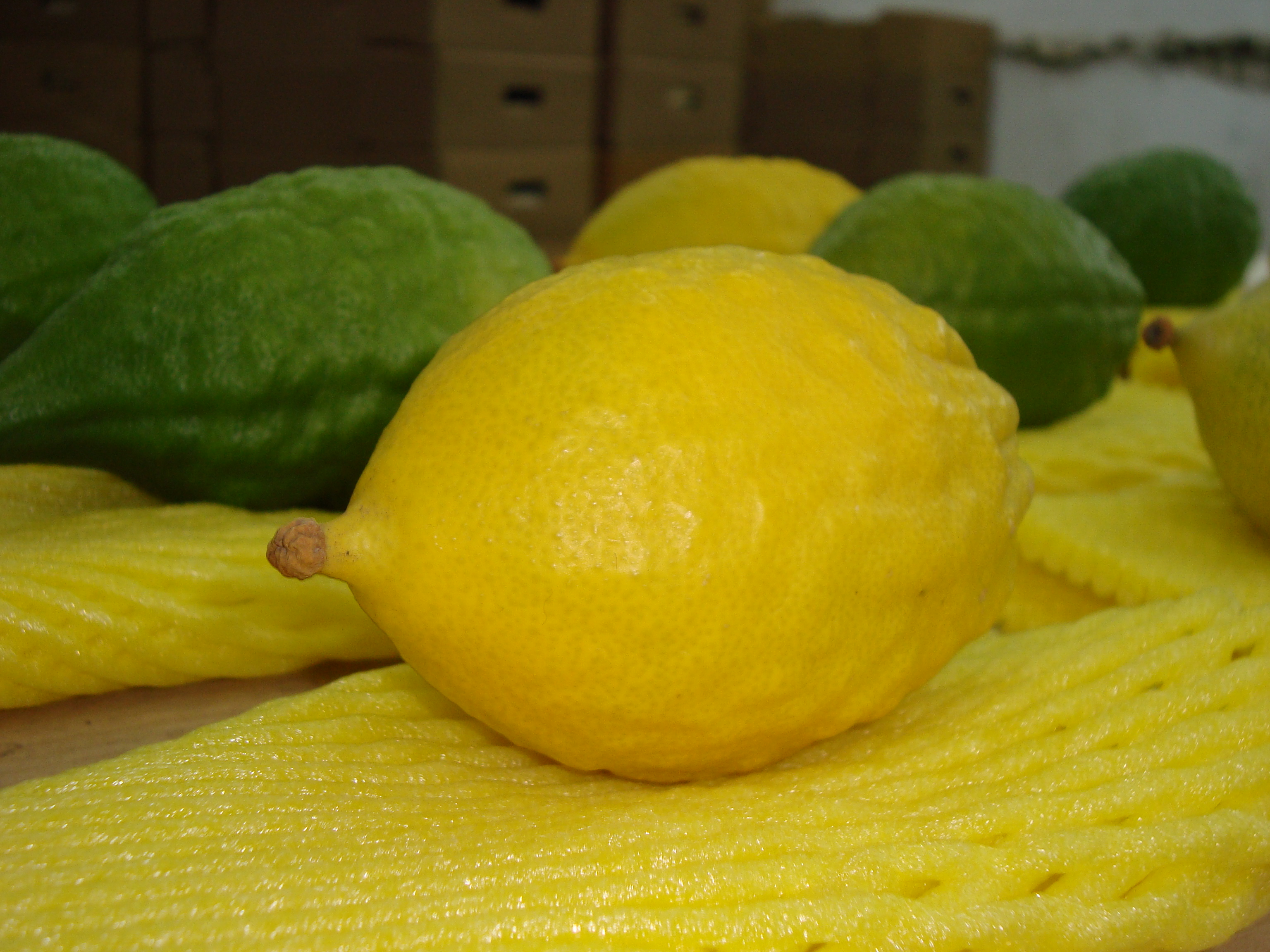 Cedro Citrons Information and Facts