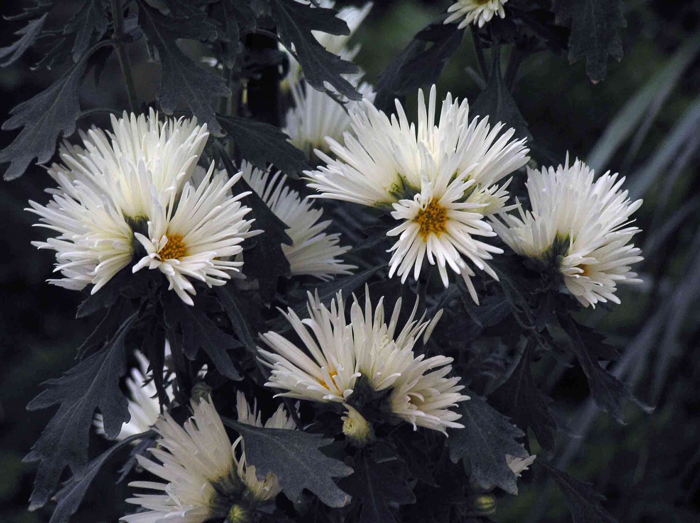 File 日本嵯峨菊 嵯峨之林 Chrysanthemum Morifolium Saga 台北士林官邸 Taipei Taiwan Jpg Wikimedia Commons