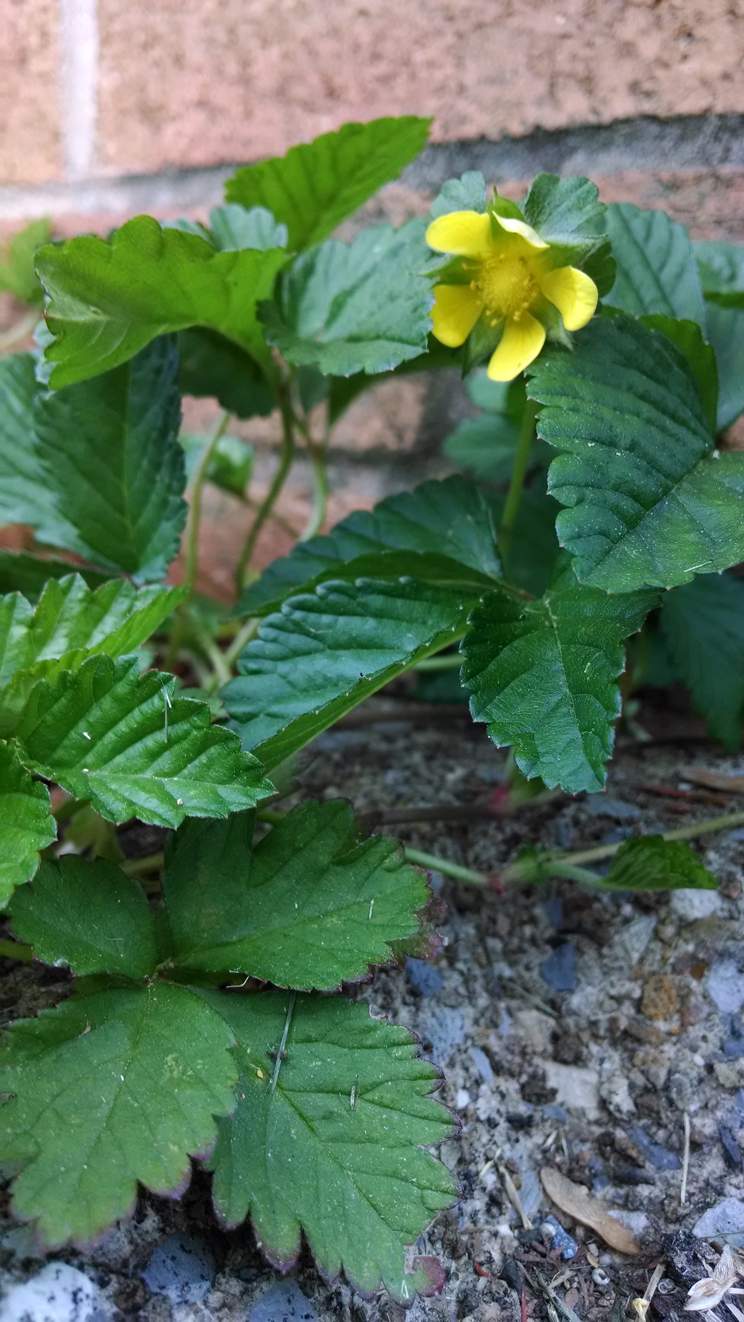 Download File:6 2 2014 mock strawberry 2.jpg - Wikimedia Commons