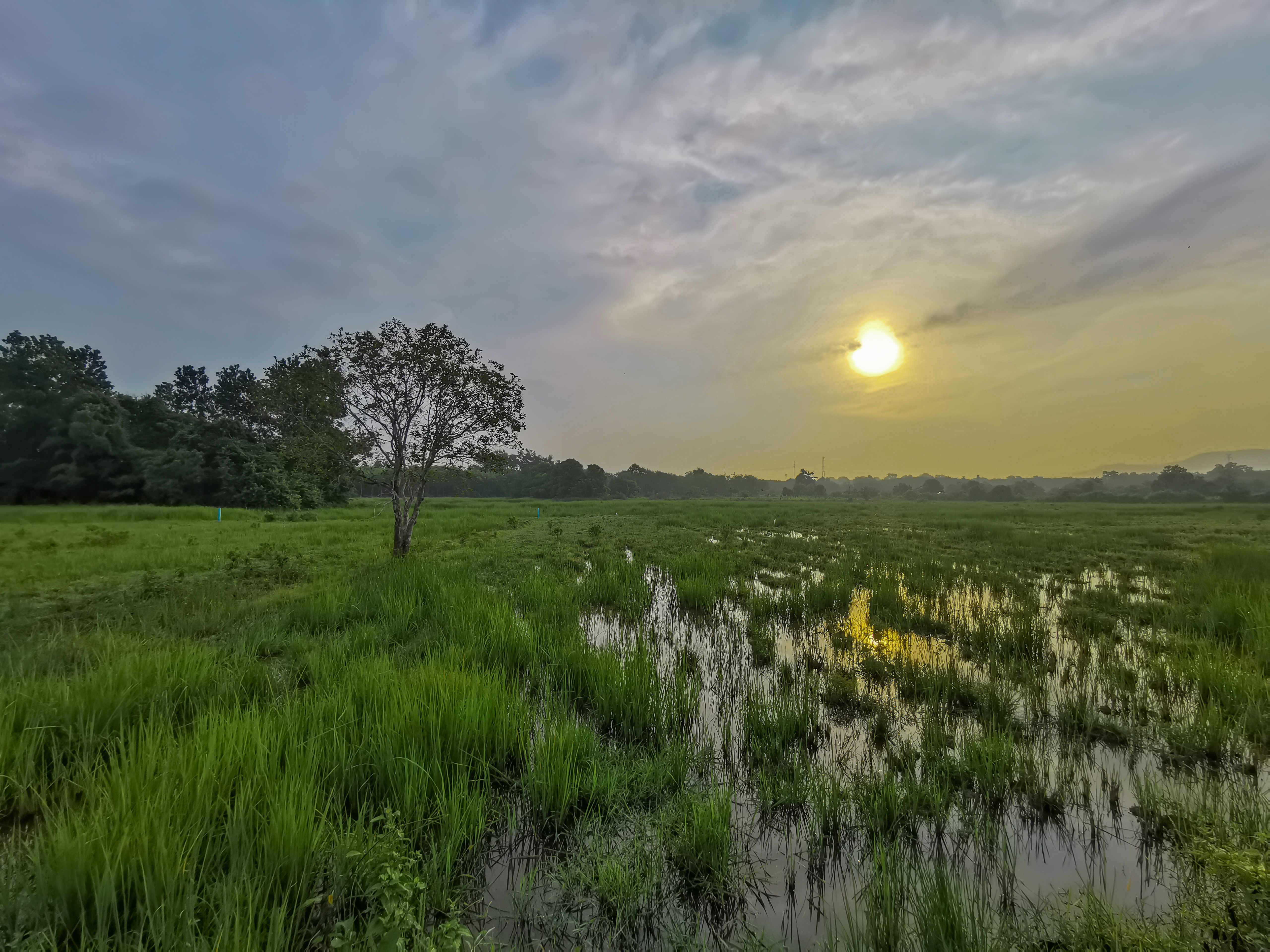 File:A grass field or rice fields during sunrise with a tree background in   - Wikimedia Commons