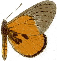 Acraea insignis