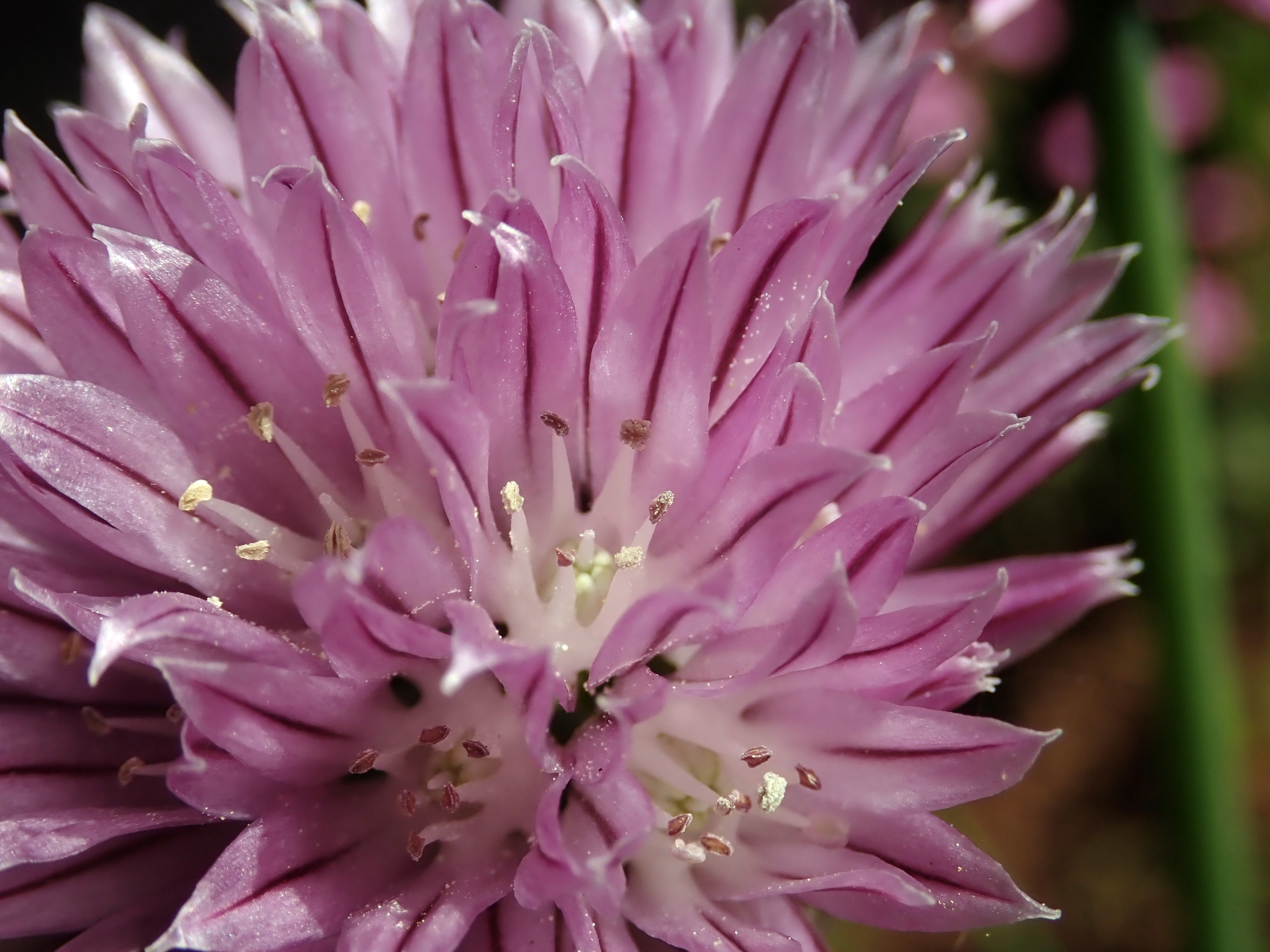 Allium wallichianum