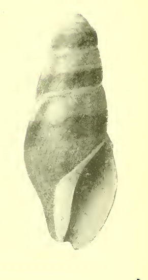 <i>Antiplanes bulimoides</i> Species of gastropod